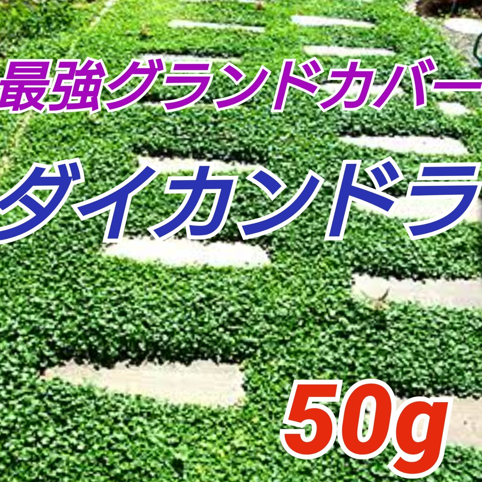 WEB限定 ダイカンドラ種子 500g 500g 以上 グランドカバー◎リピート