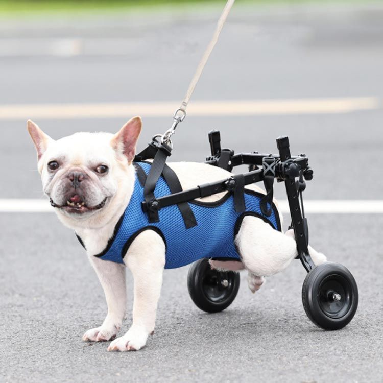 犬用歩行器 （四輪歩行器、犬車椅子(中型犬) - ti-bou's GALLERY