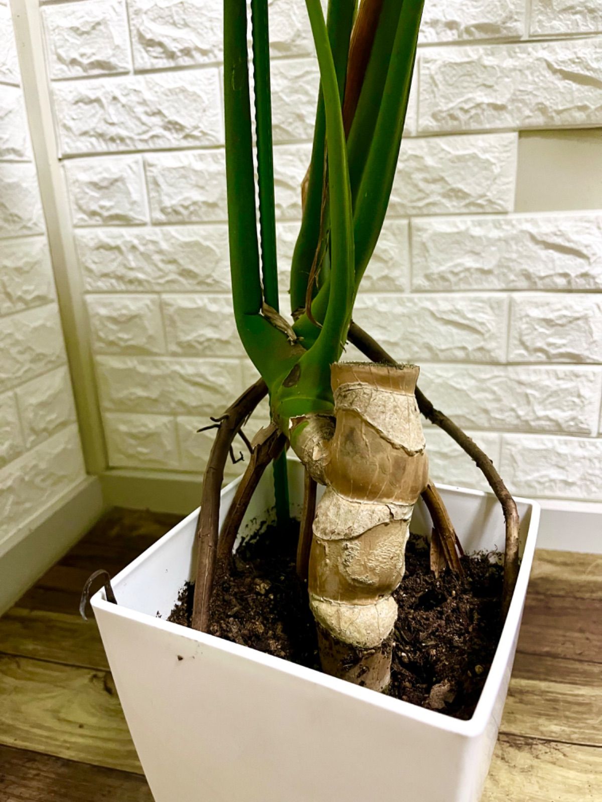 モンステラ 葉の大きさ◎8号】 モンステラ 葉の大きさ約40cm 観葉植物 室内