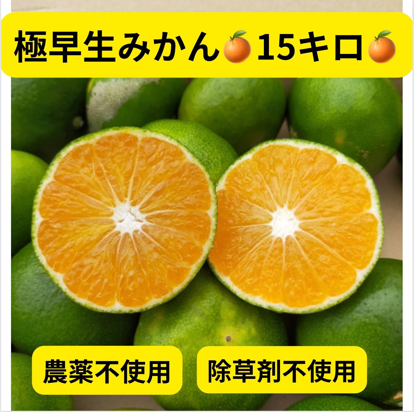 極早生みかん15キロ♪農薬不使用、除草剤不使用♪爽やかな甘みと酸味♪