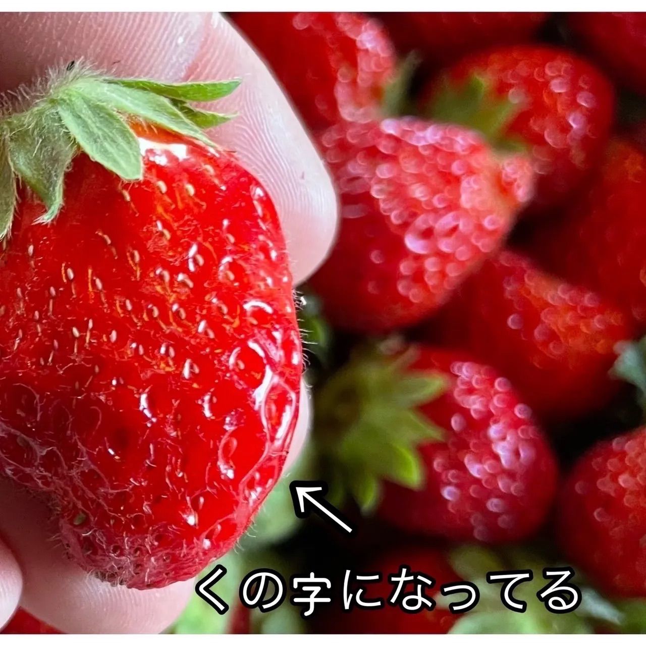 まっちゃんいちご?まりひめ?不揃い訳あり 栽培期間中・農薬不使用 約 