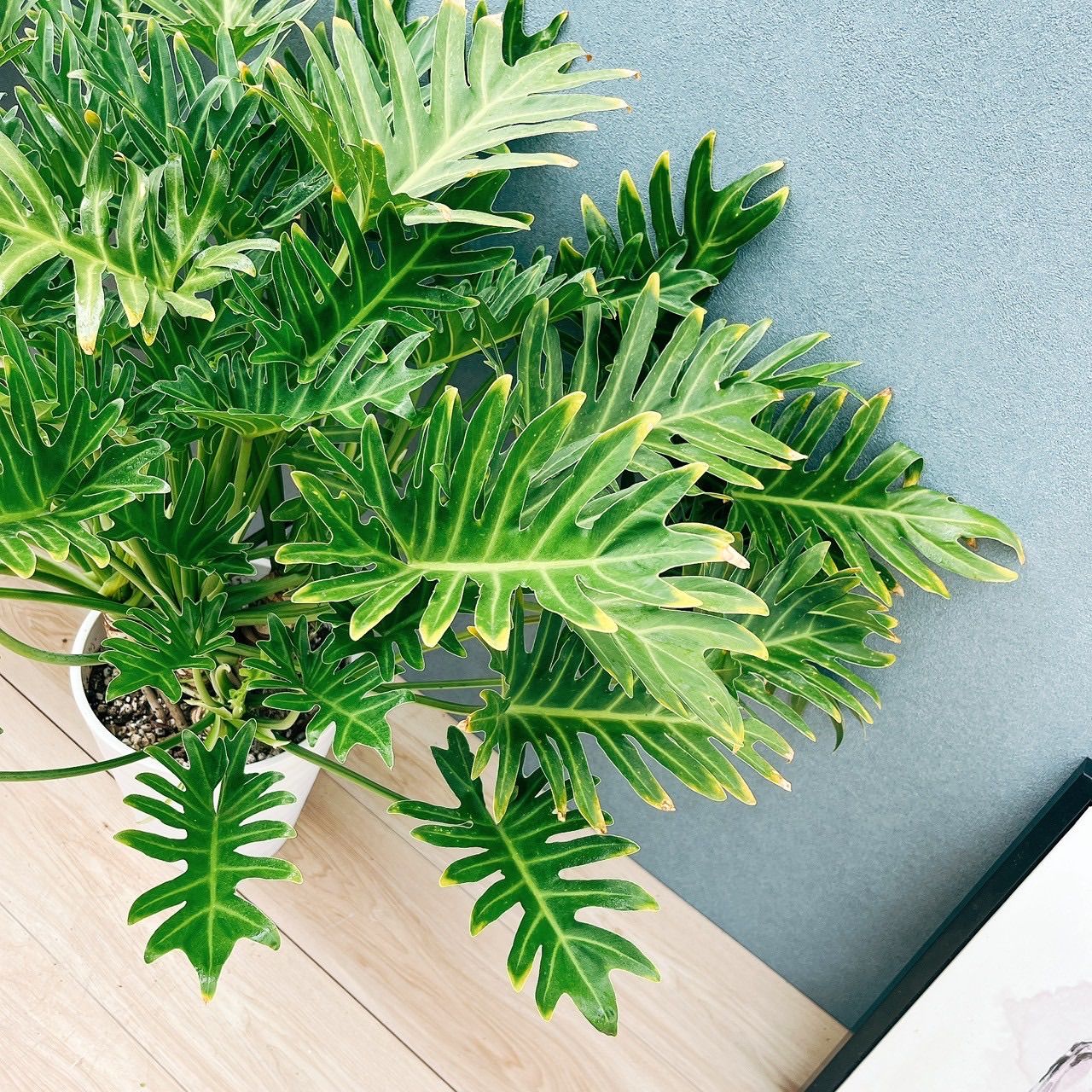 現品］13番 フィロデンドロン ジャイアントザナドゥ 幹上がり 8号 観葉