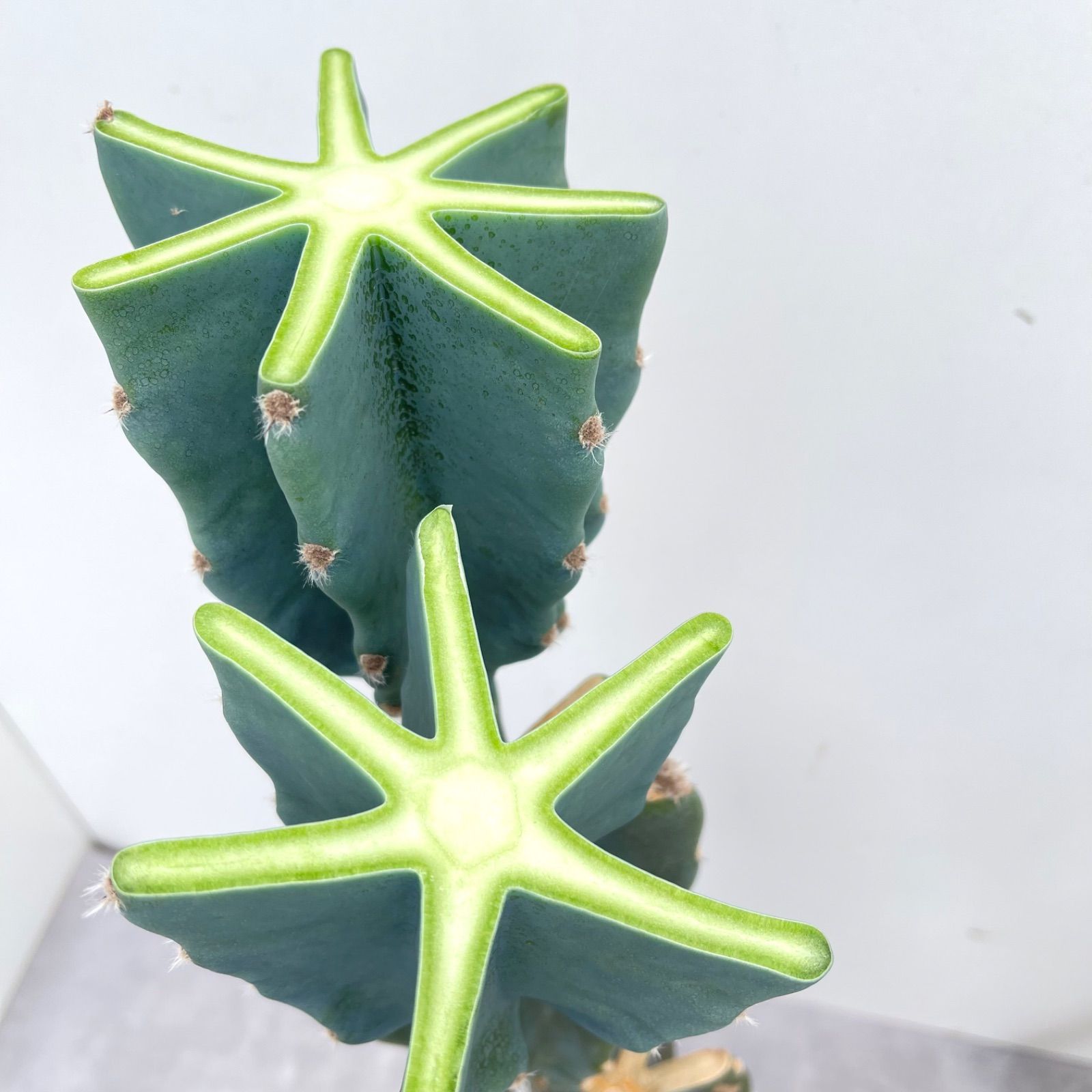 大型