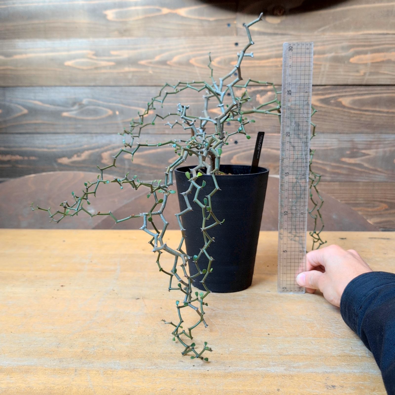 デカリア マダガスカリエンシス【 ジグザグの木 ショップ 】鉢のまま