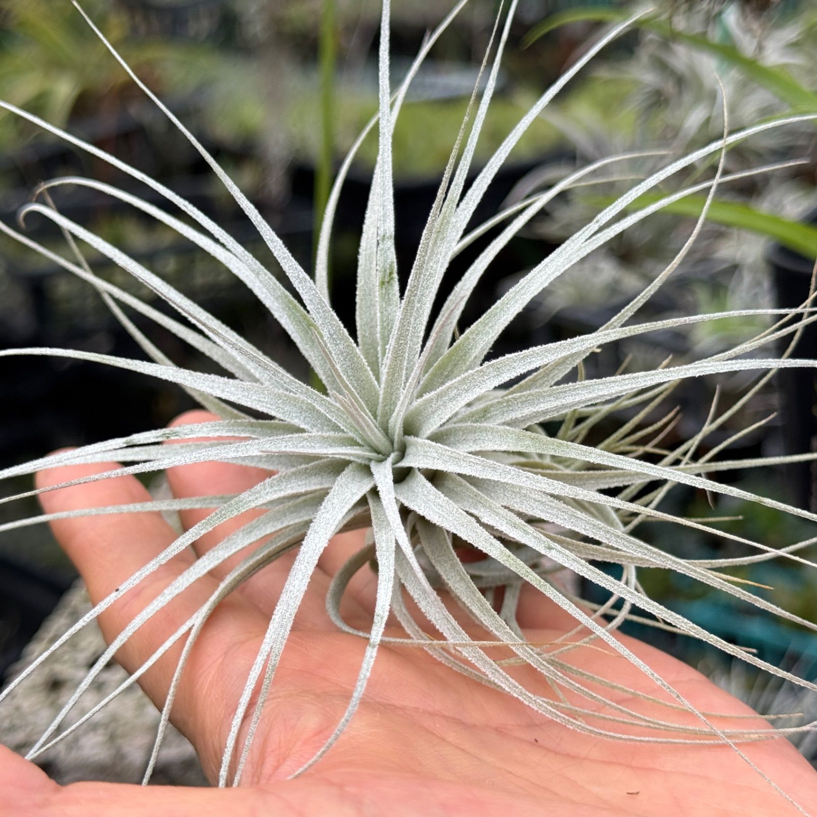 チランジア チャペウエンシス Tillandsia chapeuensis＊エアプランツ