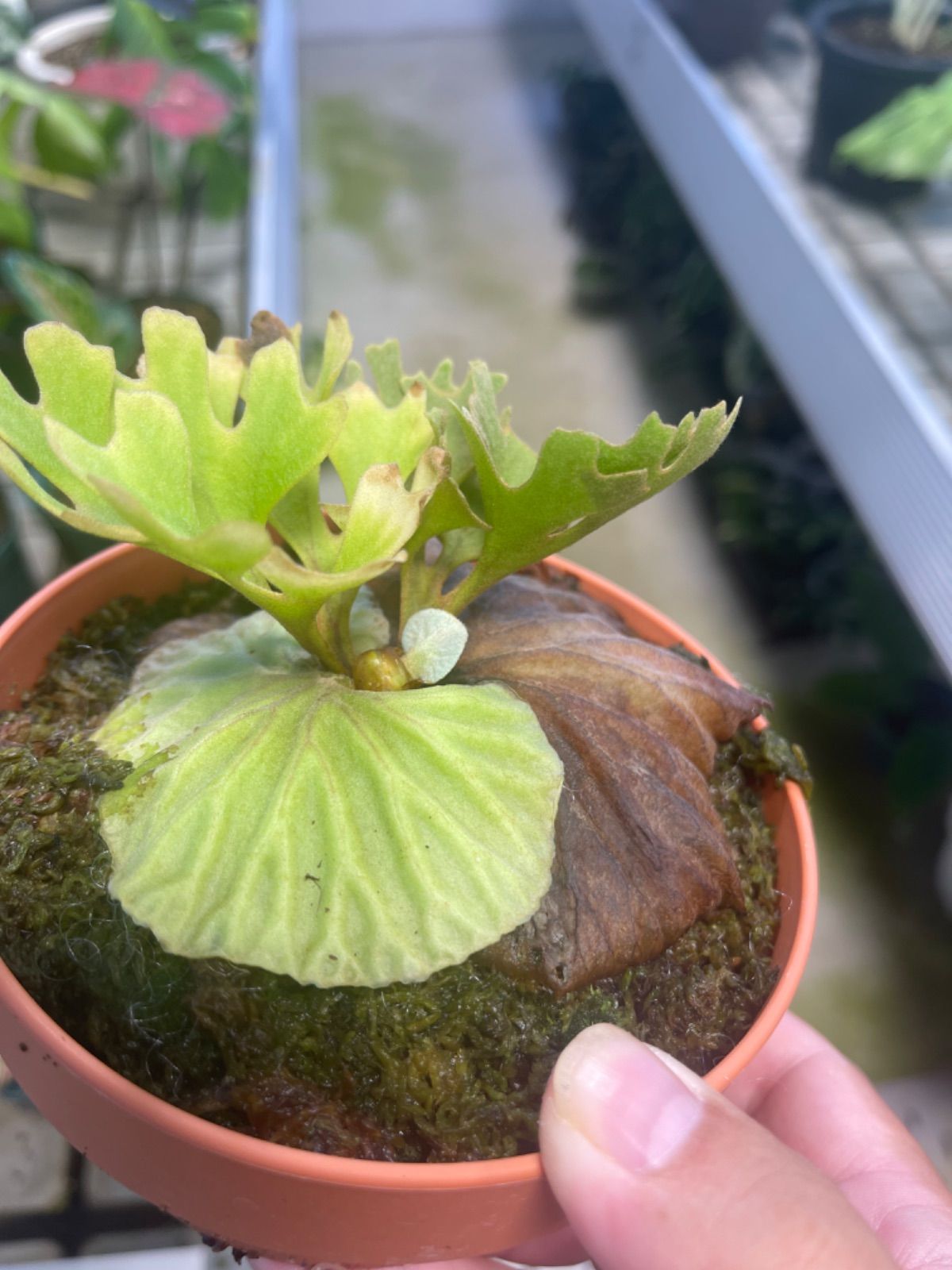 胞子嚢付き」 ビカクシダ リドレイ ドワーフシルベリー Dwarf Silvery 