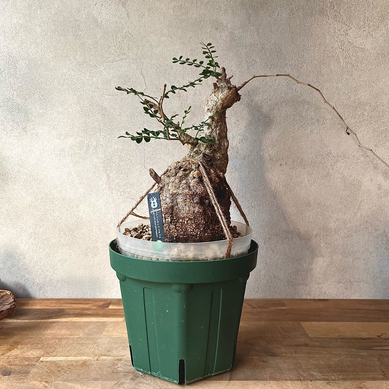 オペルクリカリアパキプス発根確認株