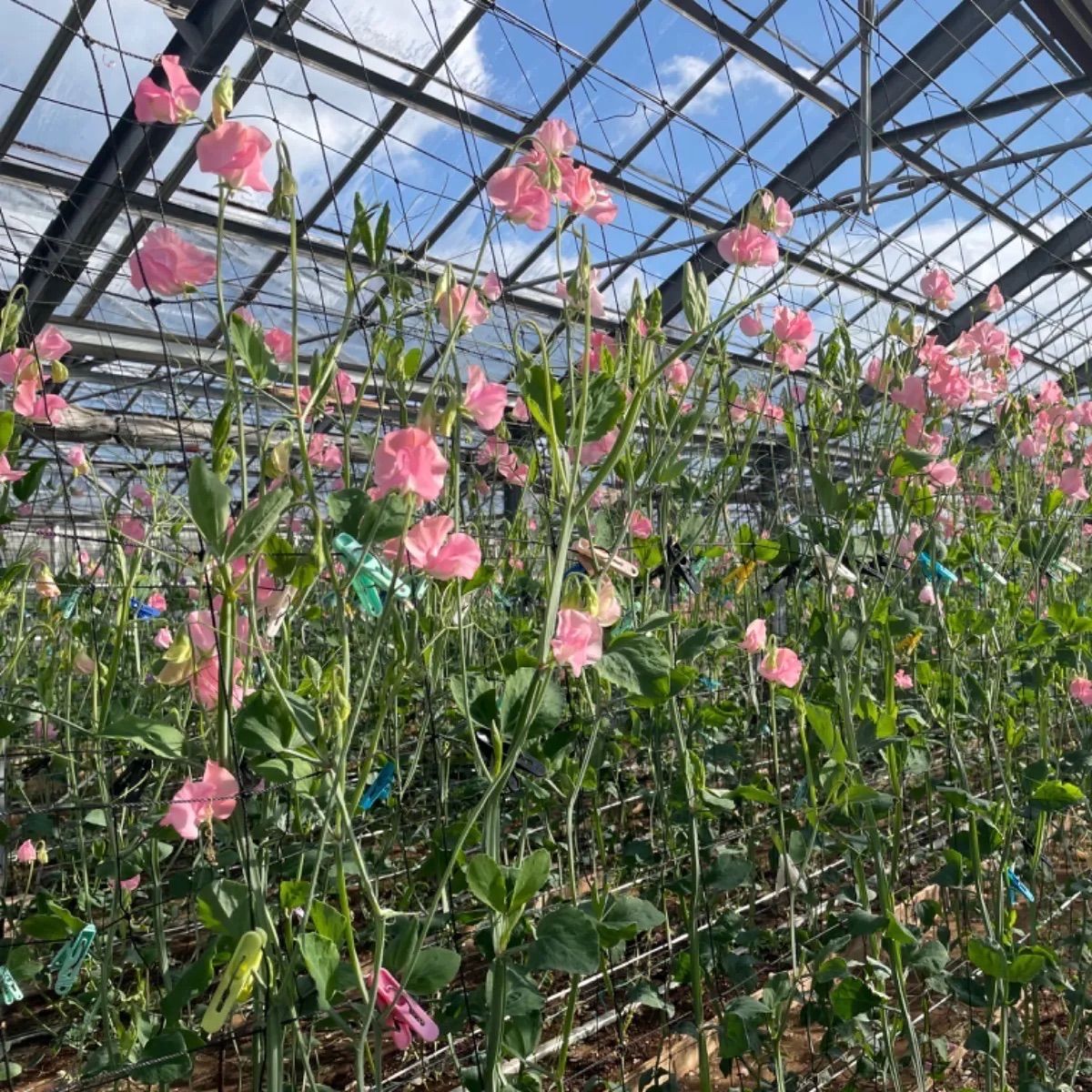 花束