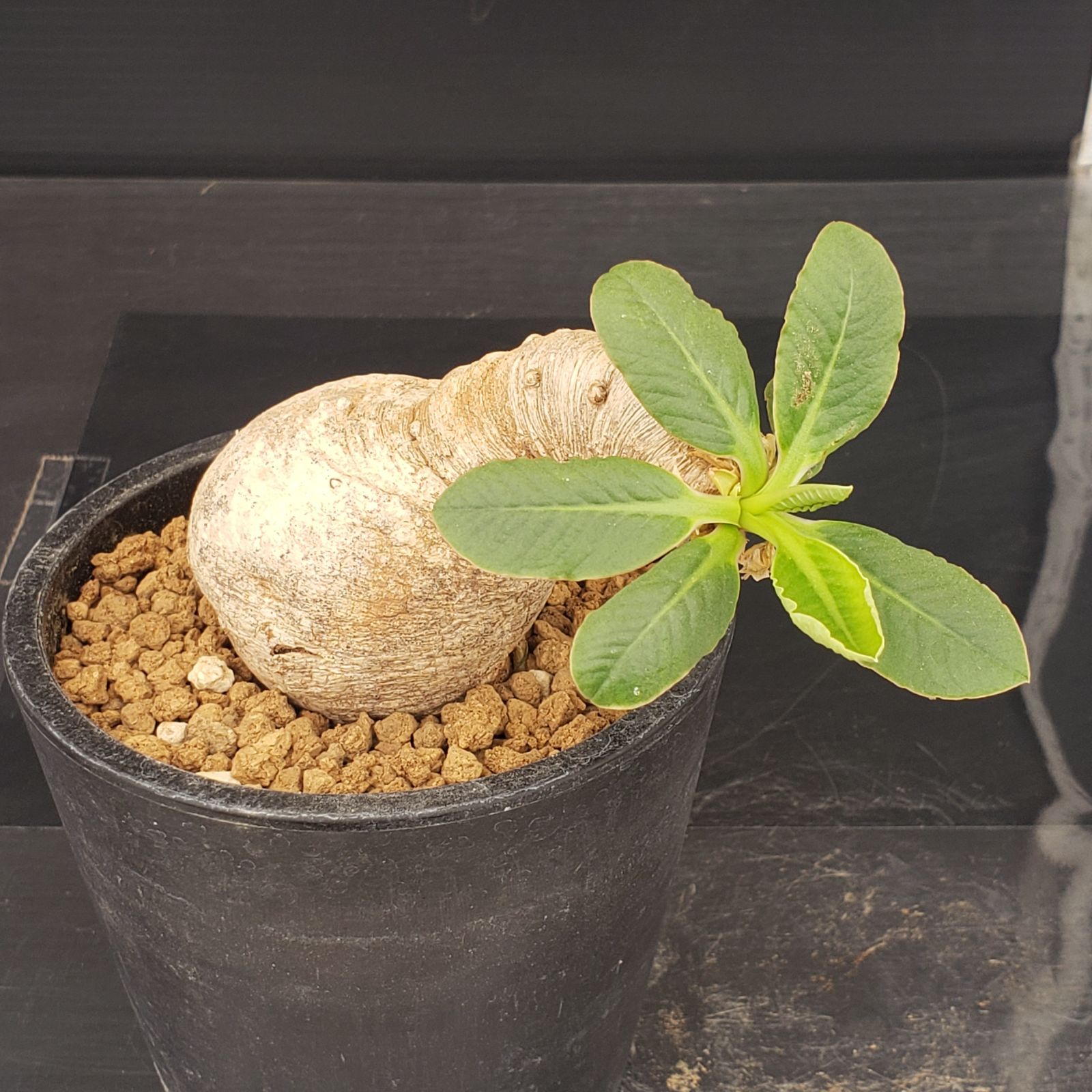 ユーフォルビア　プリムリフォリア　現地球 プリムリフォリア 輸入球 A1258☆ユーフォルビア 多肉植物