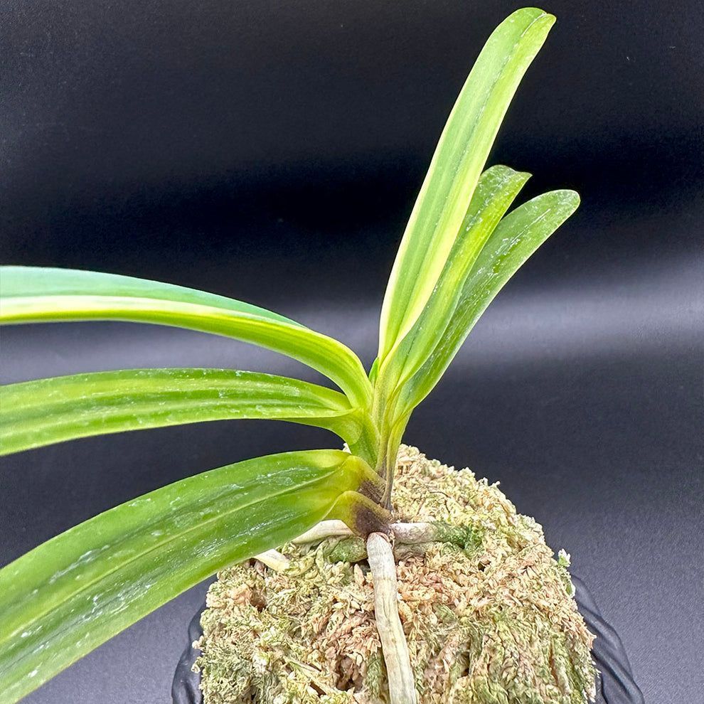 富貴蘭 白牡丹 1本立 はくぼたん T598 フウキラン 蘭 花 - メルカリ