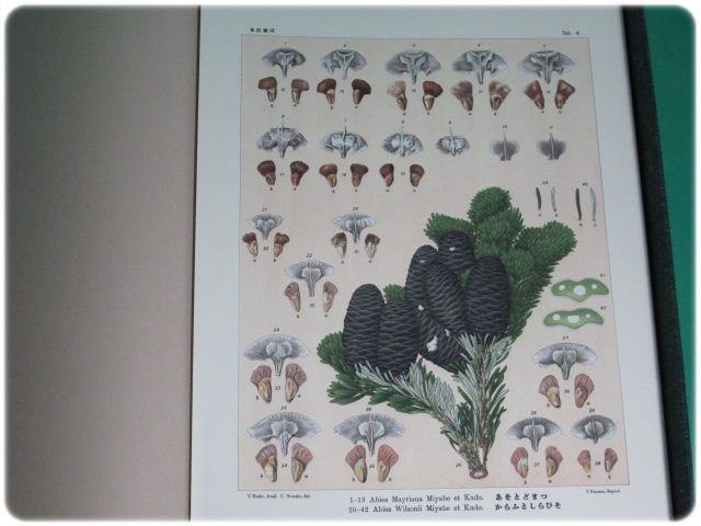 美品/覆刻 北海道主要樹木図譜 宮部金吾 工藤祐瞬 北大/aa3912 美品&frasl;覆刻 北海道主要樹木図譜 宮部金吾 工藤祐瞬 北大&frasl;aa3912