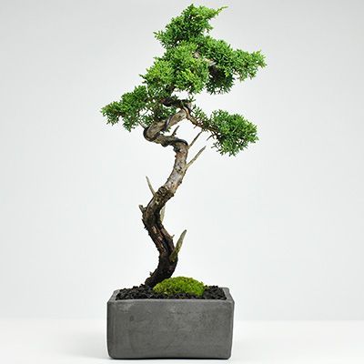 真柏 文人 - メルカリ