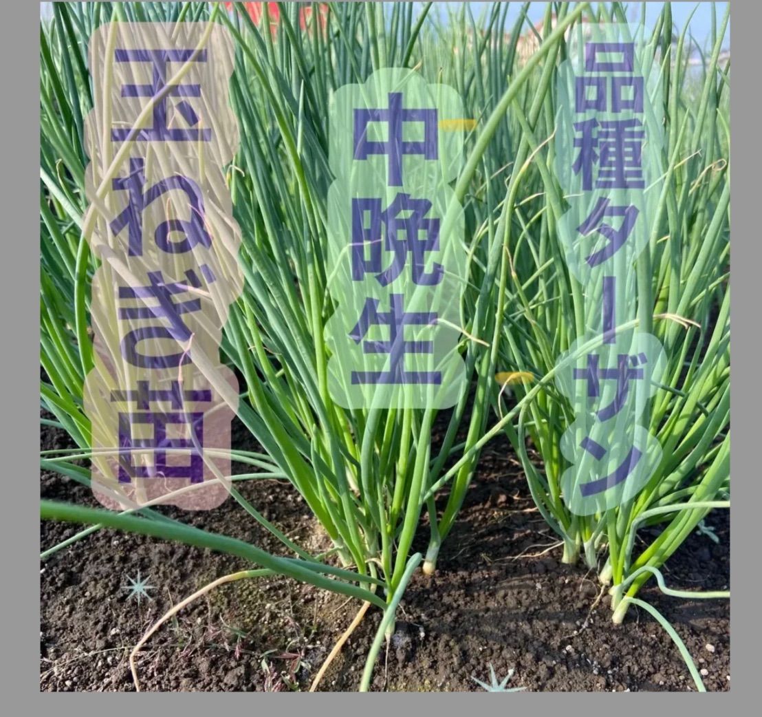 玉葱高騰しています??中晩成玉葱苗10000本 - 野菜