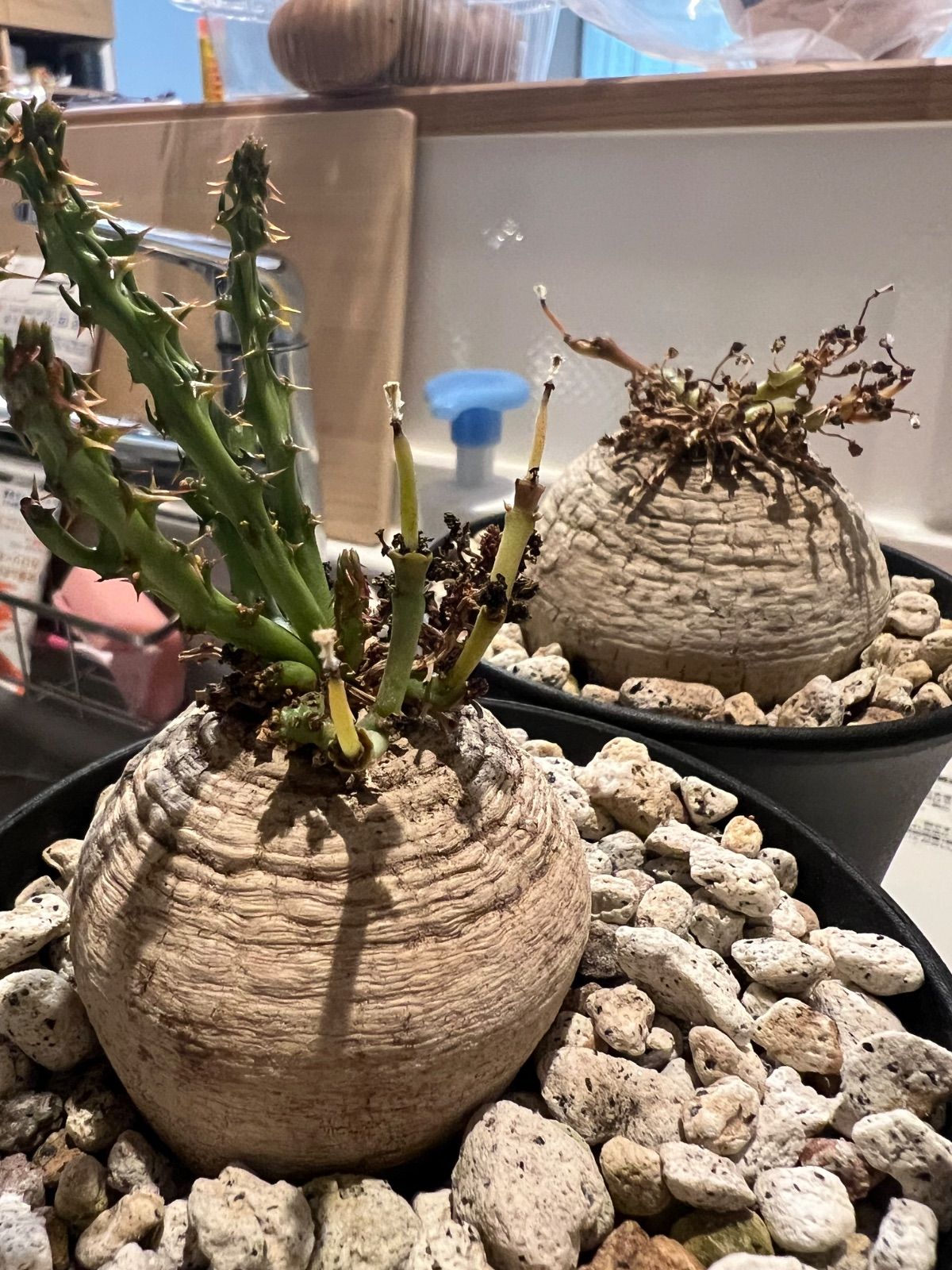 ユーフォルビア デシドゥア 新鮮な種子5粒(6月19日採取) 7月19日