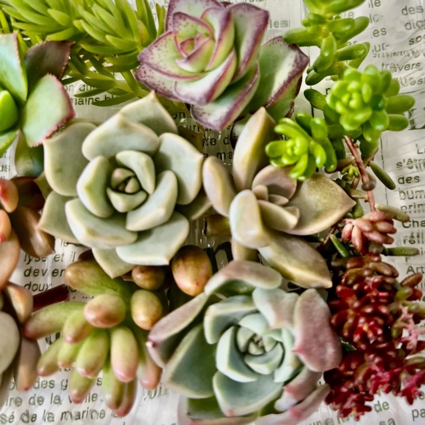 ⑥寄せ植えセット カット苗 詰め合わせ 多肉植物 - メルカリ