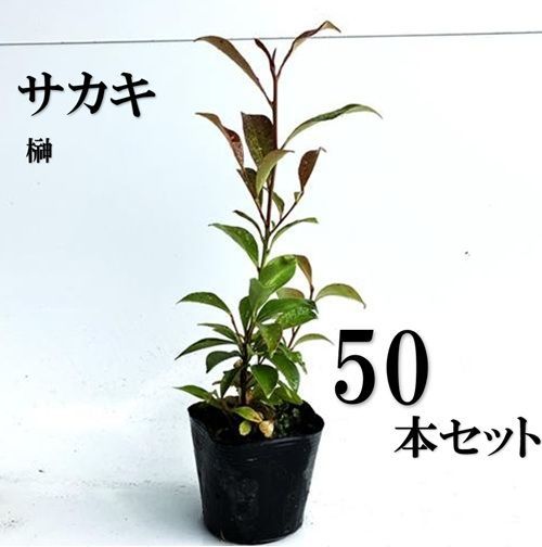 50本セット サカキ ホンサカキ 本榊樹高0.4m前後10.5cmポット