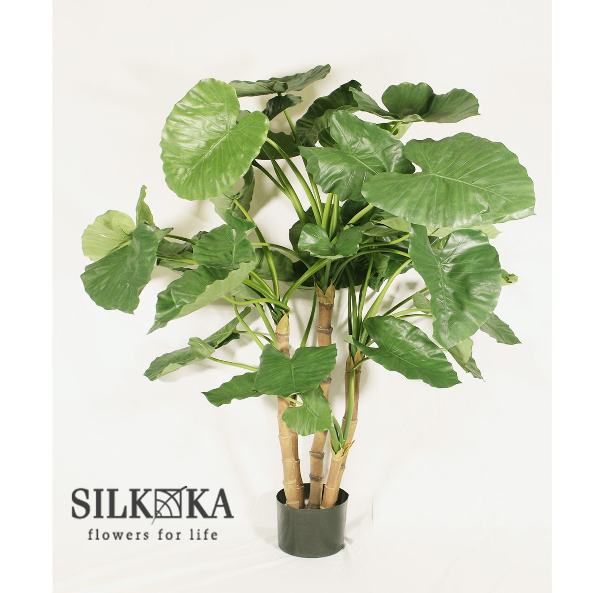 イチジク苗木　「　LUNGO COLLO VERDE　」N-11 イチジク苗木 「 LUNGO COLLO VERDE 」N-11