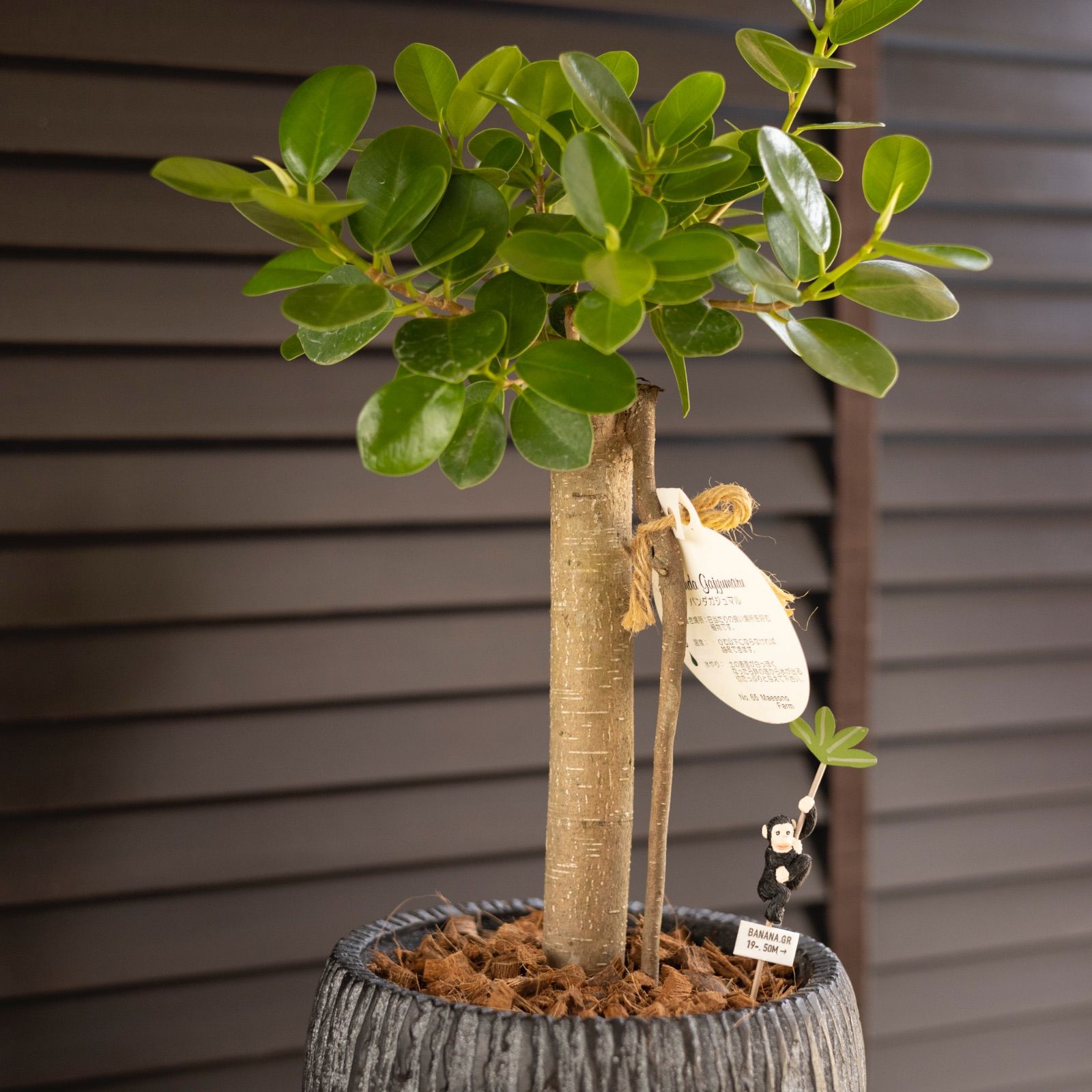 パンダガジュマル 7号 陶器鉢 ピック付 観葉植物 ガジュマルの木 多幸