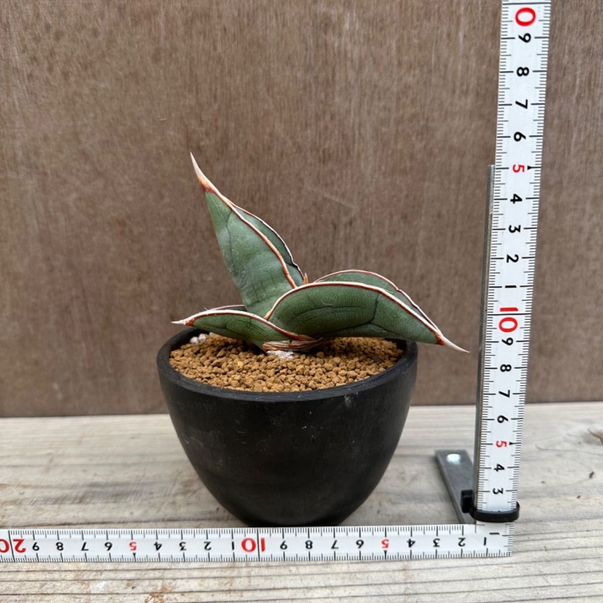 サンセベリア ２点セット ② サンセベリア ロブスタ サンスベリア ロブスター ブルー Sansevieria robusta サンセべリア  エーレンベルギー バナナ サンスベリア エレンベルギー Sansevieria ehrenbergii banana - メルカリ