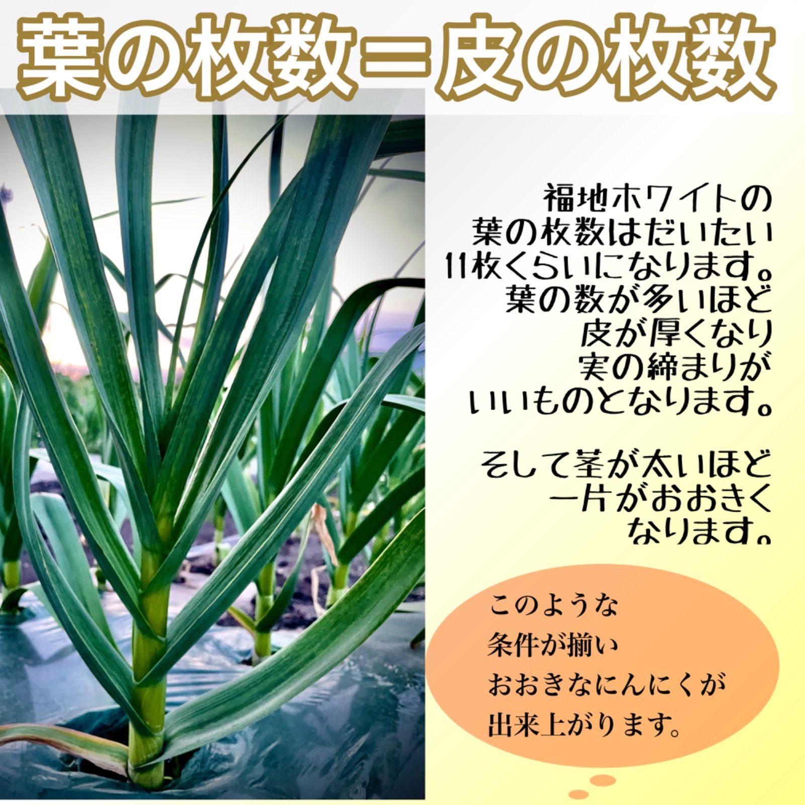 青森県産福地ホワイト六片にんにく種植え付け用30粒農家直送