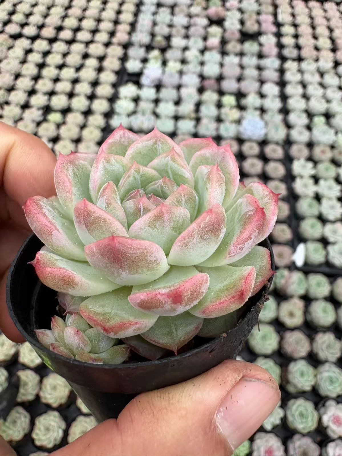 50株の抜き苗セット】リリースー 多肉植物 佐川急便発送 エケベリア