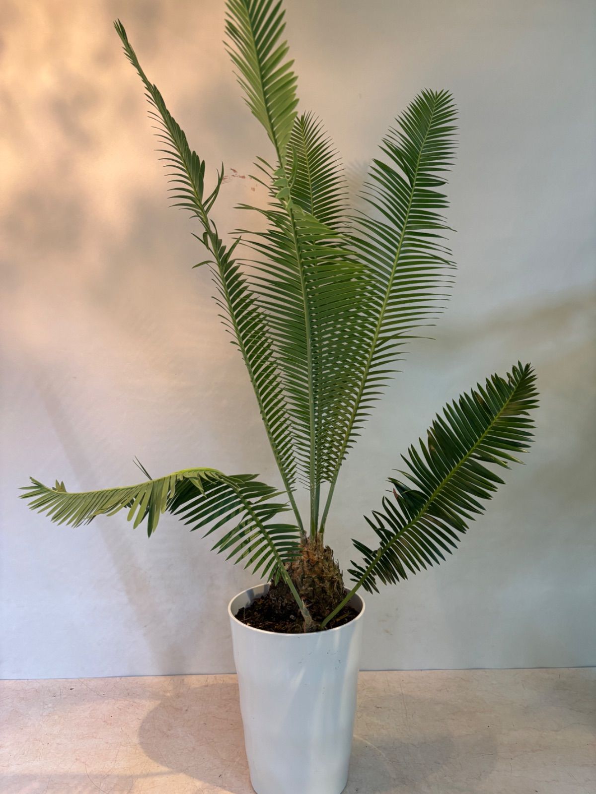 ディオーン　スピヌロスム　超巨大株 ディオーン スピヌロスム 超巨大株 Dioon spinulosum 国内でほぼ