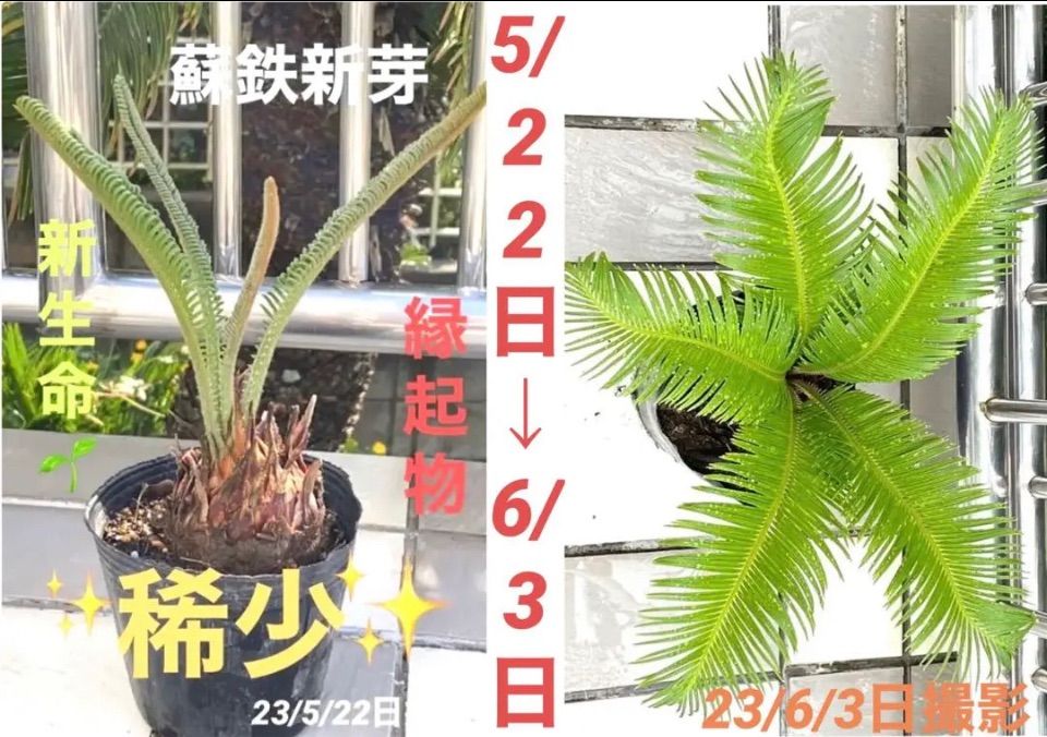 蘇鉄 新芽 ソテツ そてつ 観葉植物 - メルカリ