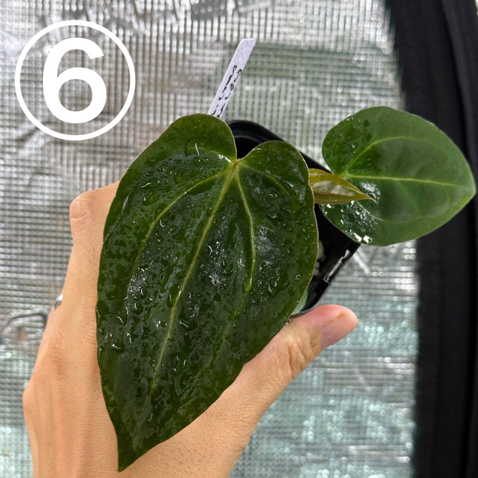 アンスリウムCarlablackiae カーラブラッキー ハイブリッド 【公式通販】