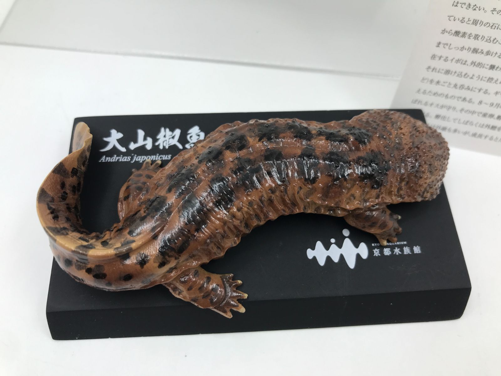 京都水族館限定 オオサンショウウオ フィギュア 海洋堂