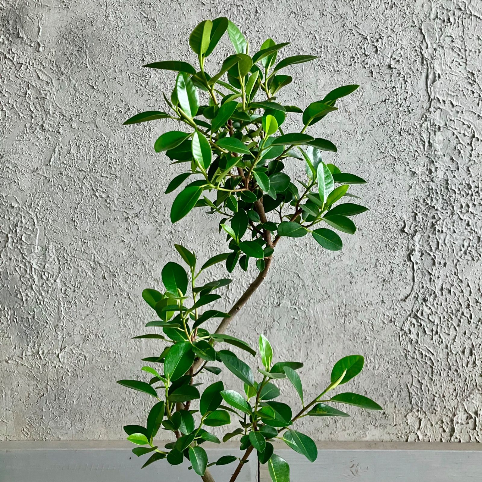 曲がり仕立て フィカス