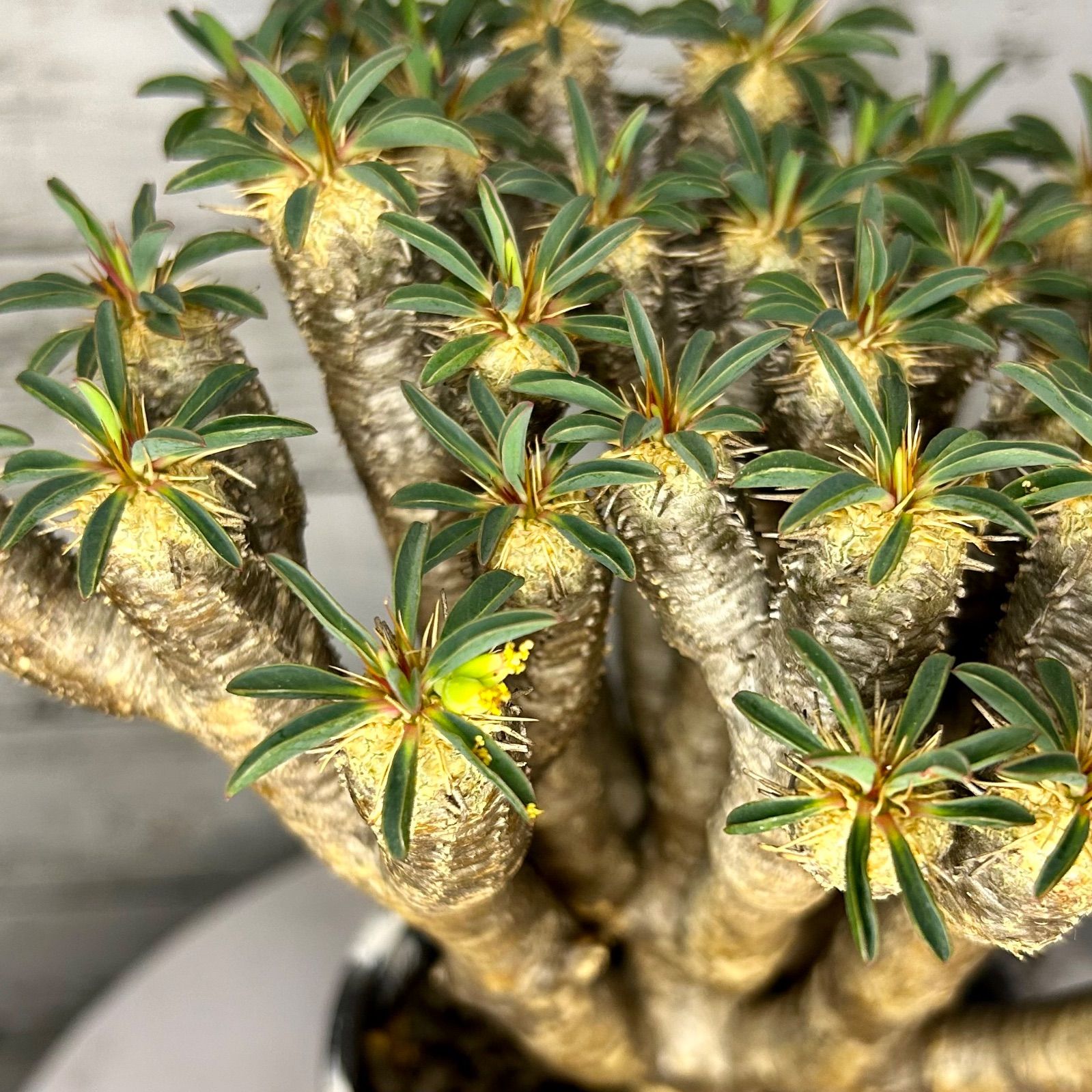 ユーフォルビア ギラウミニア ベアルート 発根済 ユーフォルビア