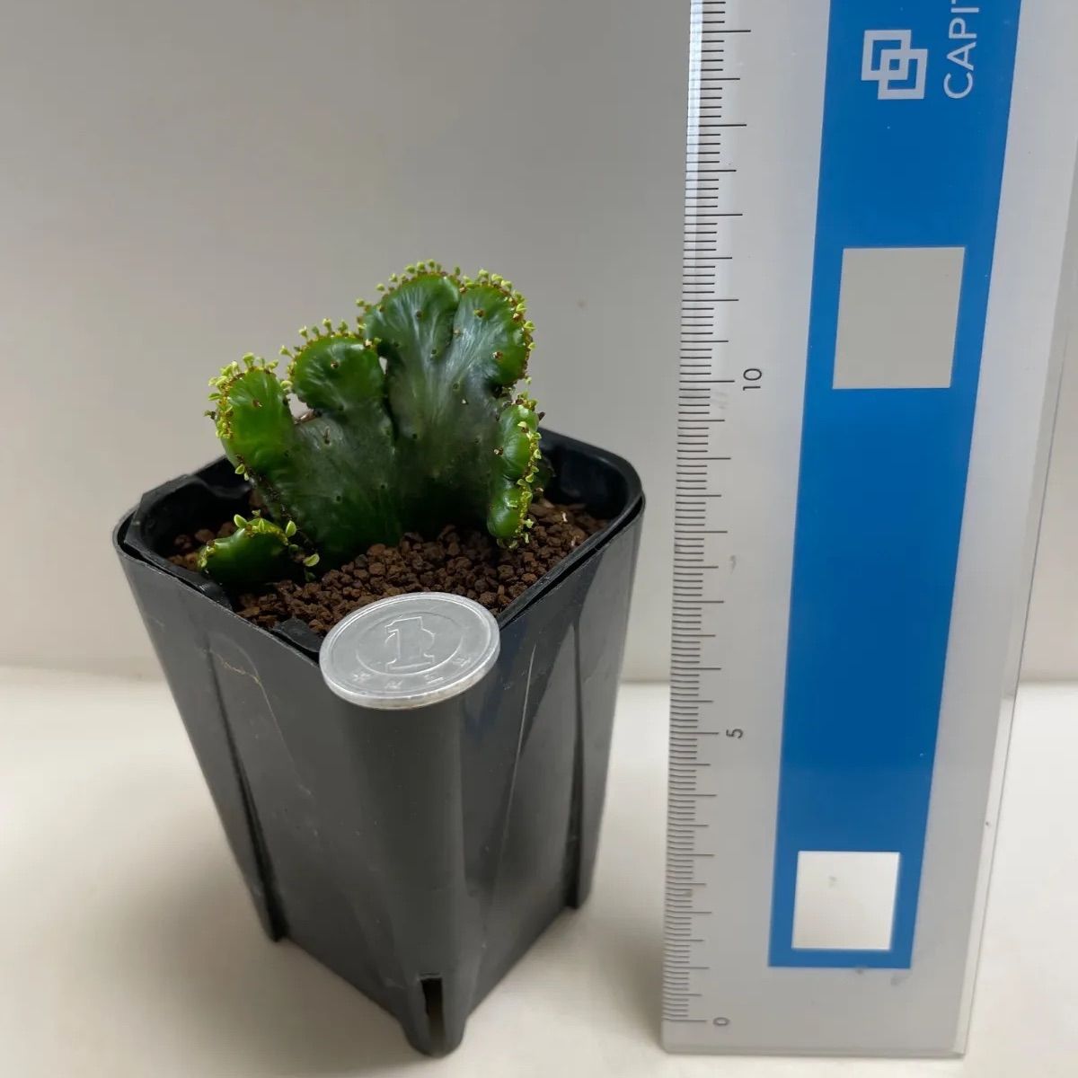 多肉植物 ユーフォルビア オンコクラータ錦(セッカ・レア) 抜き