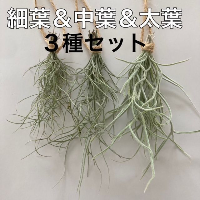 細葉・中葉・太葉/3点セットH】ウスネオイデス スパニッシュモス エア