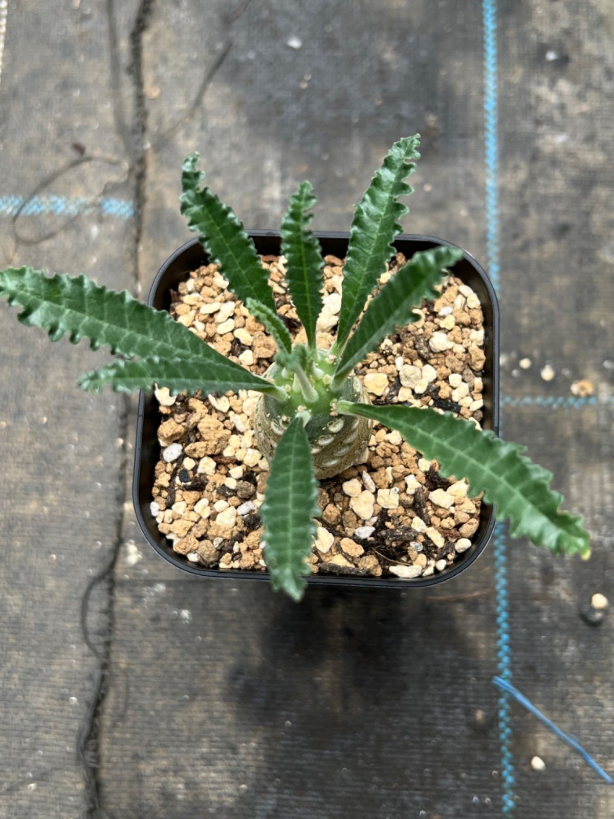 ドルステニア ラブラニー Dorstenia lavrani