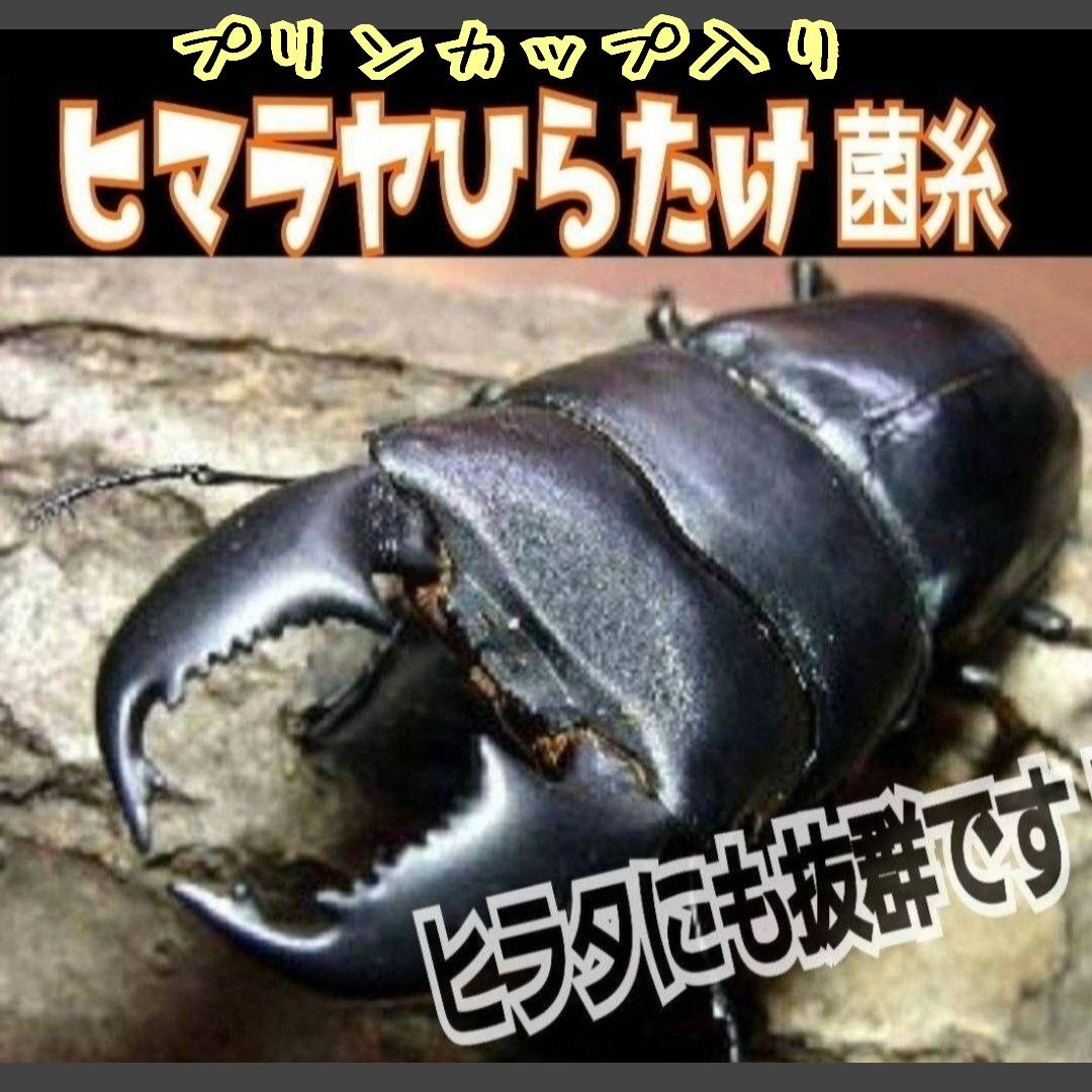 ヒマラヤひらたけ菌糸カップ【50個セット】初令、2令幼虫専用栄養添配合！ 特選！ヒマラヤひらたけ菌糸プリンカップ120ml 【20個セット】初