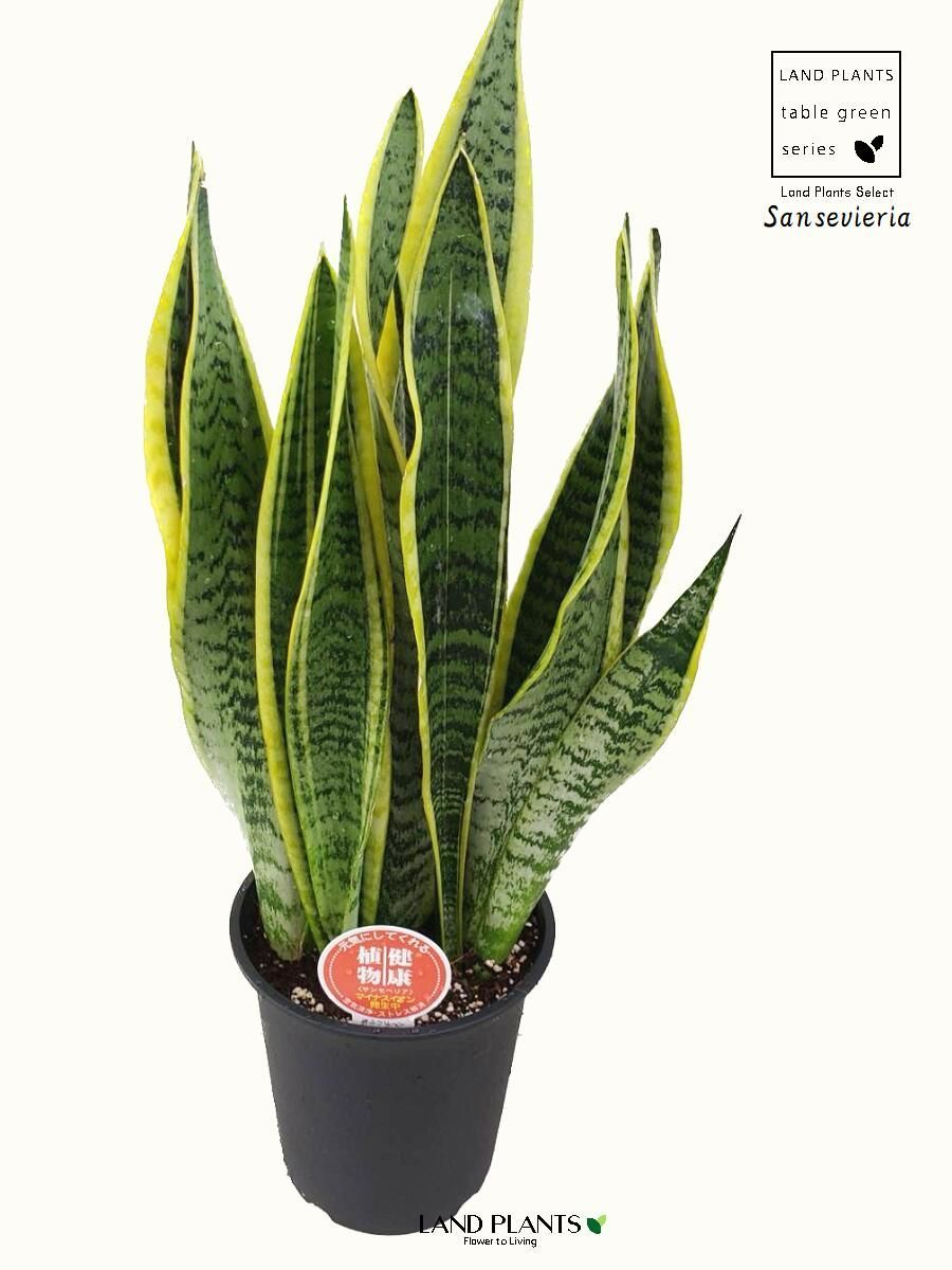 セール中 斑入り サンセベリア Longifolia サンスベリア セール中