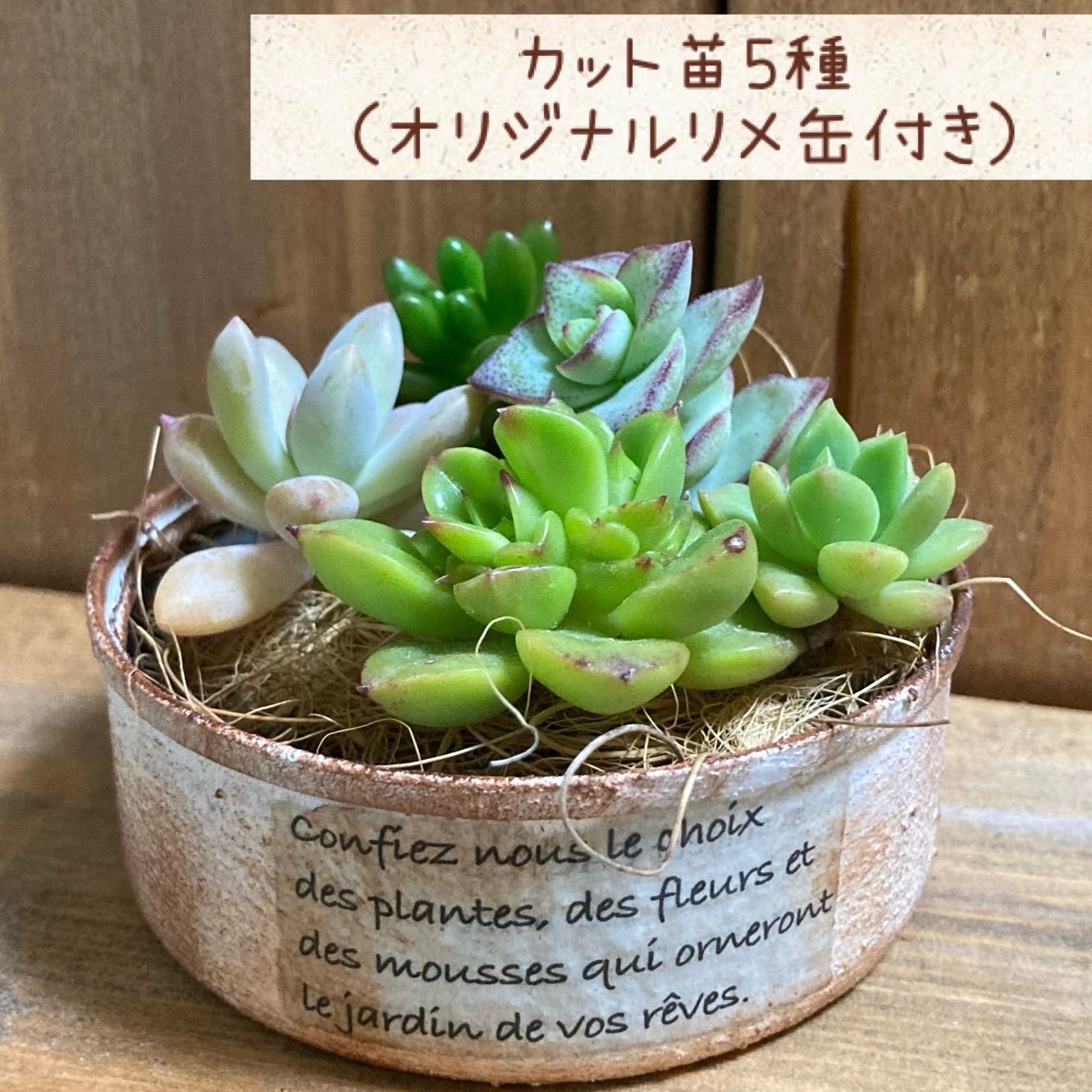 多肉植物カット苗 リメ缶フラワー/ガーデン