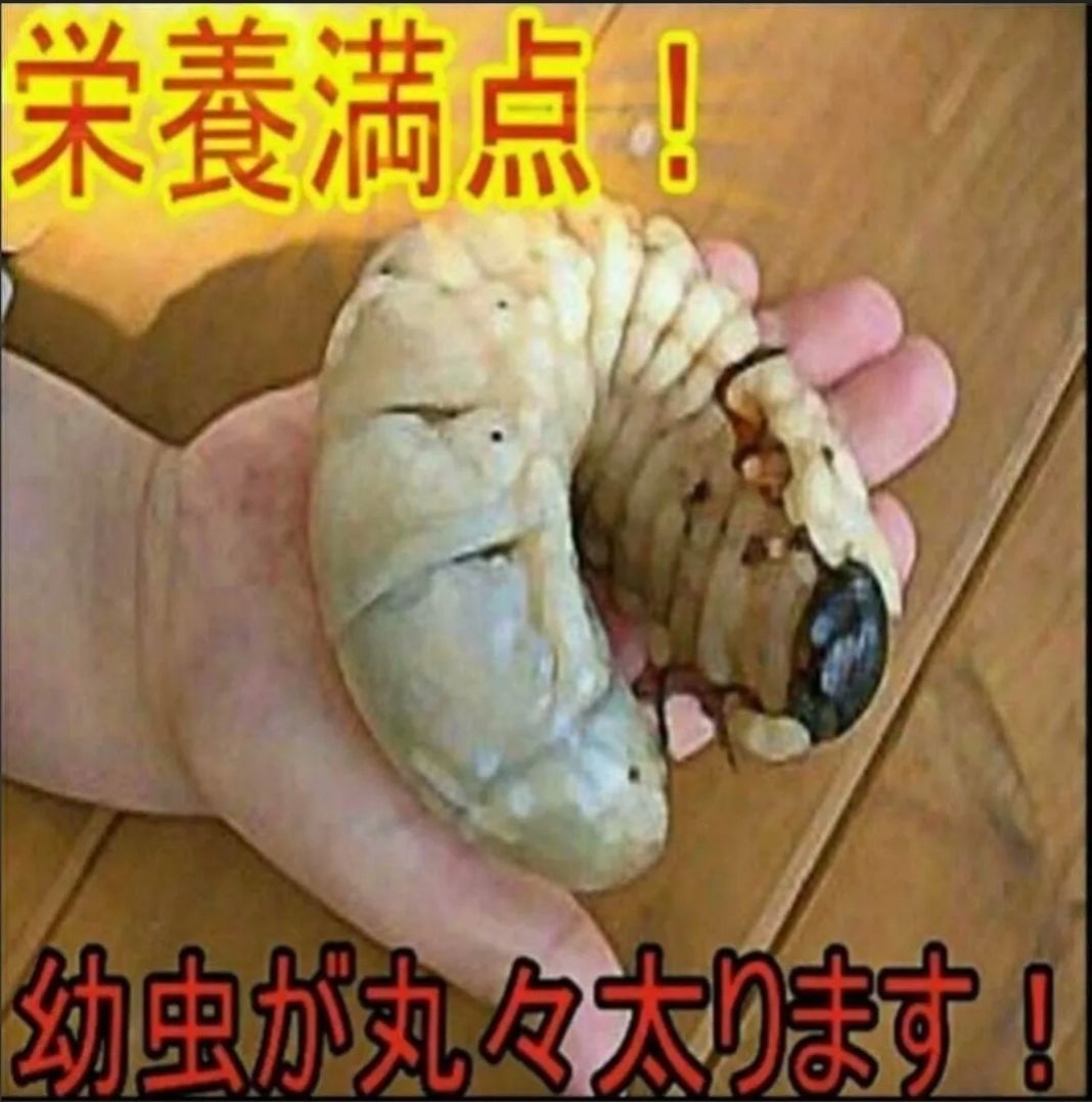 国産カブトムシギネスサイズ羽化実績 産卵にも抜群