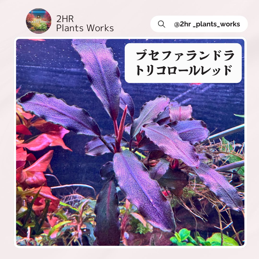 completeセット イベント開催 Bucephalandra sp Tricolor red 水中葉 ブセファランドラ トリコロールレッド アクアリウム 水草
