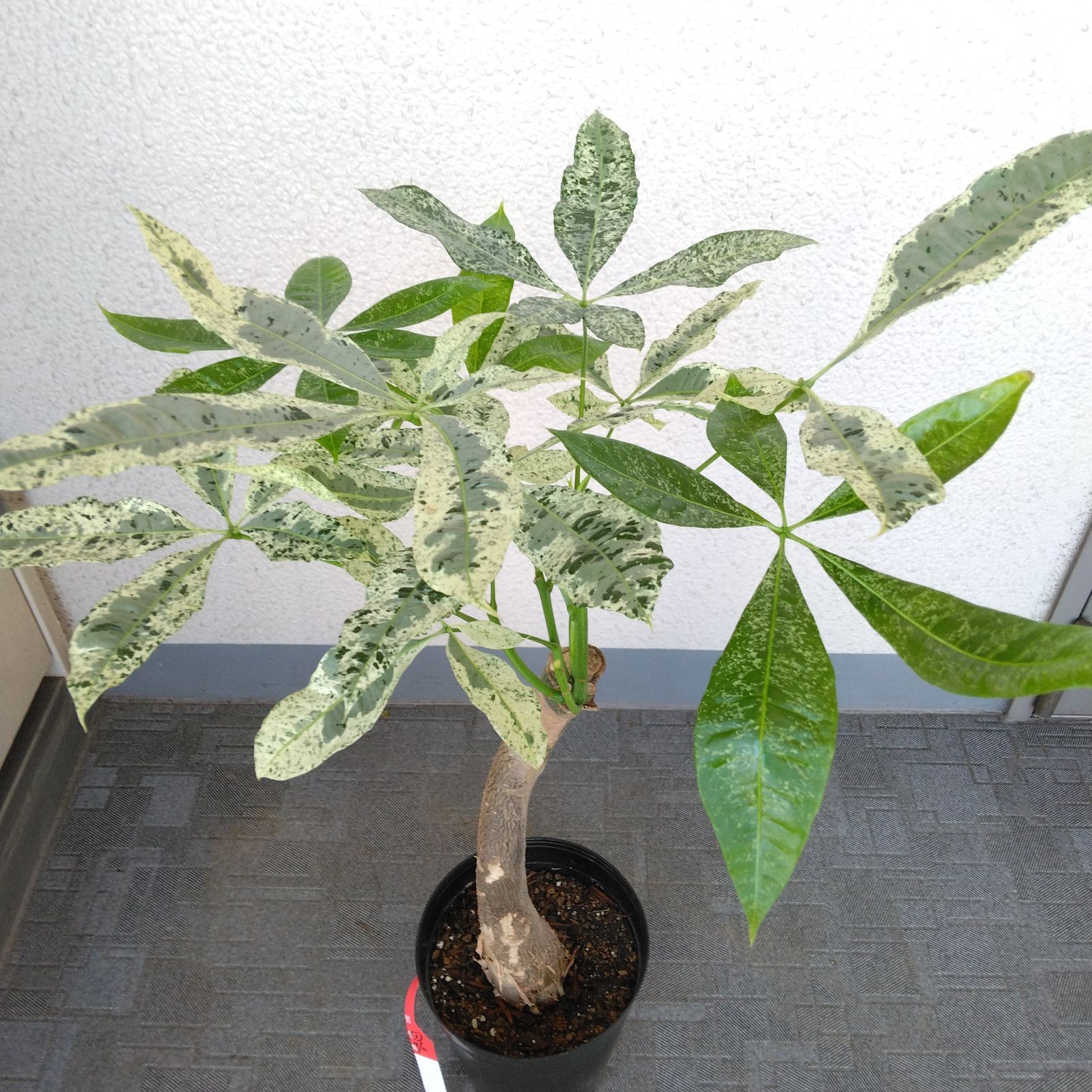 【現品】①希少品種　パキラミルキーウェイ　観葉植物　美斑入り　樹形綺麗　高さ約78◎　接木 - メルカリShops