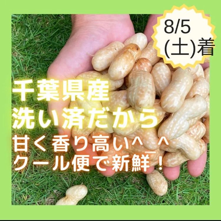 大粒種 落花生の種 らっかせいの種 千葉半立 25粒以上(20) - 野菜