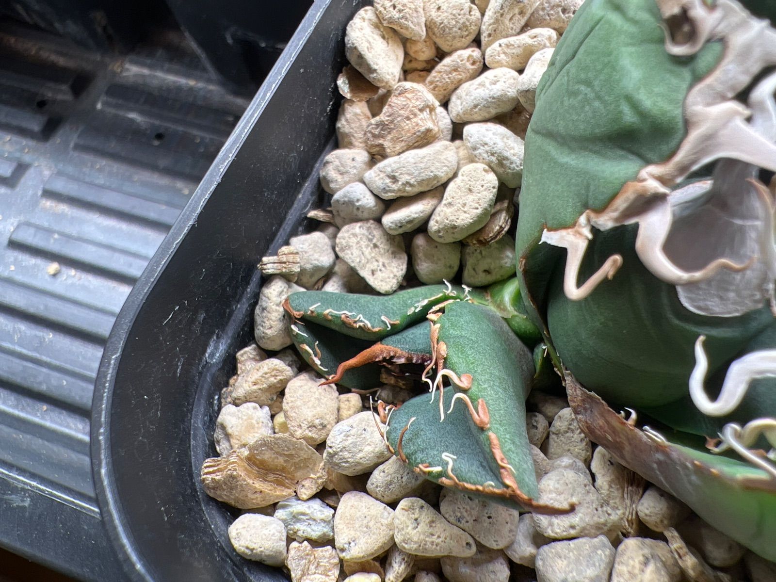 アガベ スパチタ（悪魔） 発根済み】アガベスーパーチタノタバケモノ