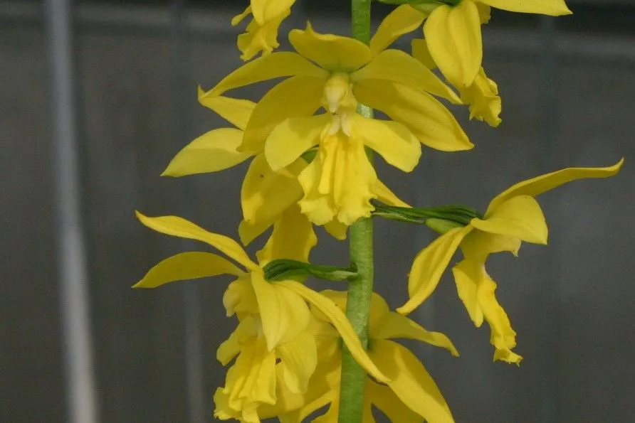 2026年最新】黄エビネの人気アイテム - メルカリ