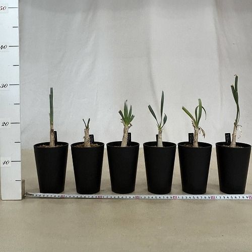 球根植物 ブーファン ディスティチャ 未発根株 3.5号ロング鉢(個体