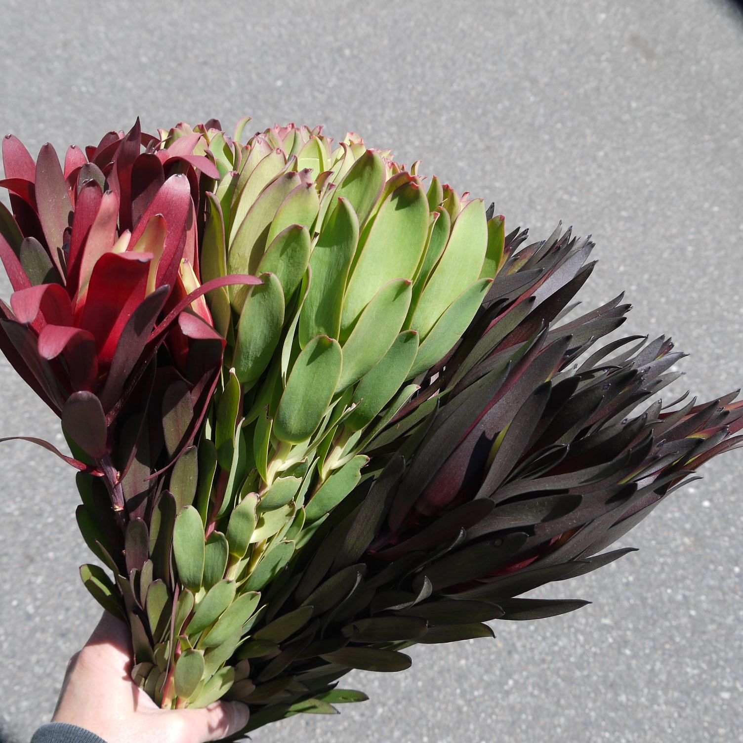 リューカデンドロン❇️ブラッシュ♪ドライフラワー❣️ ドライ】リューカデンドロン ビューベセンス【黒/60cm】｜Flower Smith