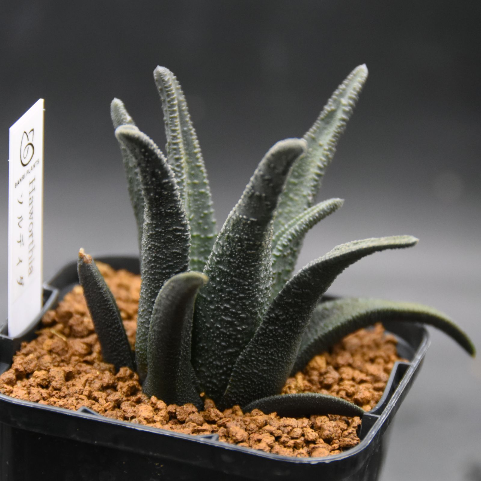 ハオルチア ソルディダ交配 Black Label- 2024/10/05 今回は♂ソルディダ交配です