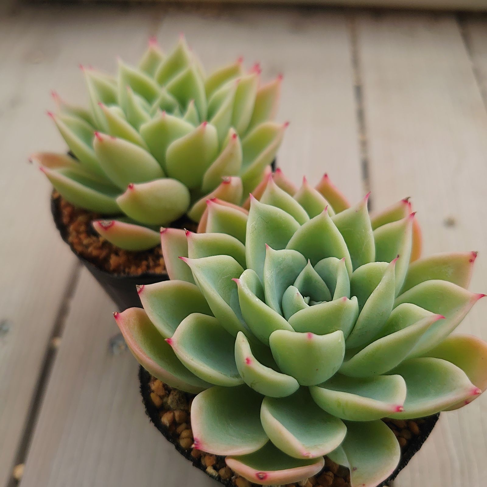 多肉植物 パンジー 抜き苗(微根あり)2ポットセット - メルカリ