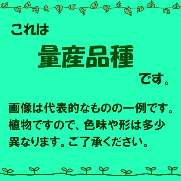 ハオルチア ミラーボール 2.0寸サイズ