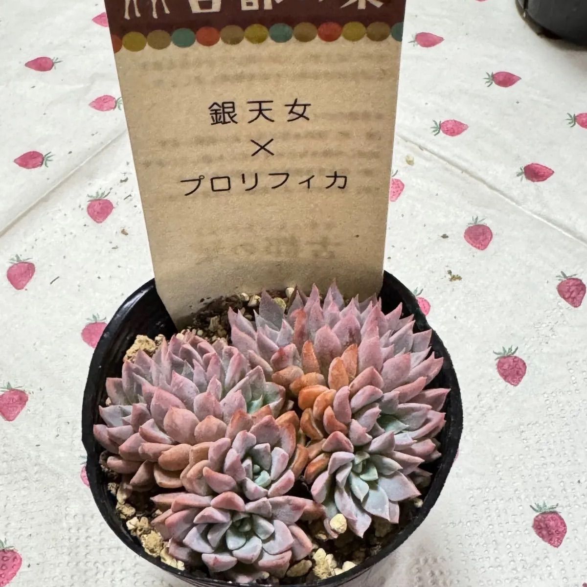 なす様専用❣️古都の葉さん苗❣️銀天女×プロリフィカ❣️札