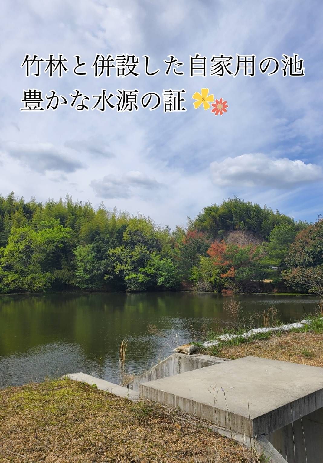 たけのこ 水煮